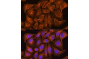 Immunofluorescence analysis of U2OS cells using NCSTN Rabbit pAb (ABIN7268905) at dilution of 1:100. (Nicastrin Antikörper  (AA 429-669))