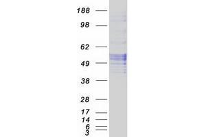 Validation with Western Blot (SERPINC1 Protein (Myc-DYKDDDDK Tag))