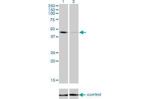 Western blot analysis of T over-expressed 293 cell line, cotransfected with T Validated Chimera RNAi (Lane 2) or non-transfected control (Lane 1). (T Brachyury Protein (AA 222-320) Antikörper)