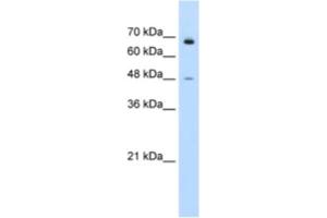 Western Blotting (WB) image for anti-Kelch-Like 25 (KLHL25) antibody (ABIN2461002) (KLHL25 Antikörper)