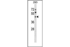 Western blot analysis of ERI1 / THEX1 (N-term) Antibody (N-term) in 293 cell line lysates (35ug/lane). (ERI1 Antikörper  (N-Term))