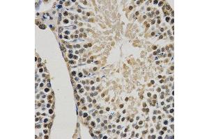 Immunohistochemistry of paraffin-embedded rat testis using MonoMethyl-Histone H3-K9 antibody.