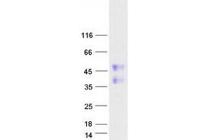 Validation with Western Blot (FAM122A Protein (Myc-DYKDDDDK Tag))