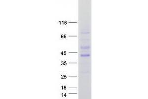 Validation with Western Blot (PRKAB1 Protein (Myc-DYKDDDDK Tag))