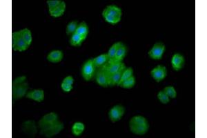 Immunofluorescence staining of HepG2 cells with ABIN7166132 at 1:200, counter-stained with DAPI.