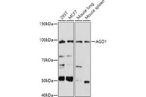 Western blot analysis of extracts of various cell lines, using (ABIN6129376, ABIN6136636, ABIN6136637 and ABIN6221667) at 1:1000 dilution. (AGO1 Antikörper  (AA 1-180))