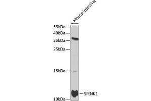 Western blot analysis of extracts of mouse intestine, using SPINK1 antibody (ABIN3021426, ABIN3021427, ABIN3021428 and ABIN6215027) at 1:1000 dilution. (SPINK1 Antikörper  (AA 24-79))