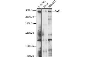 Western blot analysis of extracts of various cell lines, using T antibody (ABIN7270713) at 1:1000 dilution. (TAF1 Antikörper  (AA 1630-1893))