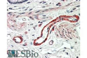 ABIN570729 (5µg/ml) staining of paraffin embedded Human Colon. (THBS3 Antikörper  (C-Term))