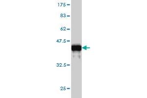 Western Blotting (WB) image for anti-Gelsolin (GSN) (AA 673-782) antibody (ABIN561153)