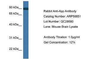 Western Blotting (WB) image for anti-Amyloid beta (A4) Precursor Protein (APP) (C-Term) antibody (ABIN2787850) (APP Antikörper  (C-Term))