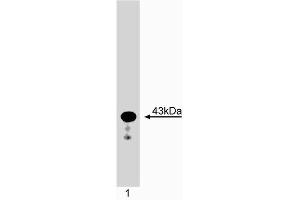 Western blot analysis of Caspase-4 (TX). (Caspase 4 Antikörper)