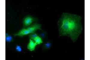 Anti-EXD1 mouse monoclonal antibody (ABIN2454022) immunofluorescent staining of COS7 cells transiently transfected by pCMV6-ENTRY EXD1 (RC206223). (EXD1 Antikörper)