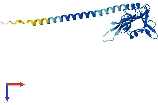 C-Type Lectin Domain Family 6, Member A (CLEC6A) (AA 1-209) protein (His tag)