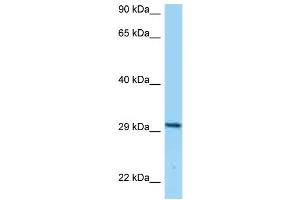 WB Suggested Anti-CD80 Antibody Titration: 1.