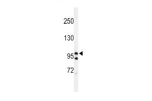 TAF2 Antikörper  (C-Term)