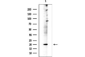 Western blot analysis of lysates from Mouse brain, using CD300LB Mouse Monoclonal Antibody at 1/1000 dilution.