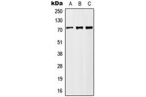 Western blot analysis of MX2 expression in HeLa (A), Raw264. (MX2 Antikörper  (Center))