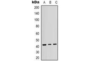 Western blot analysis of p38 (pT180/Y182) expression in HepG2 (A), K562 (B), Hela (C) whole cell lysates. (MAPK14 Antikörper  (pThr180, pTyr182))