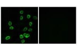 Immunofluorescence analysis of A549 cells, using ATP5G3 antibody.