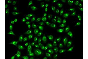Immunofluorescence (IF) image for anti-Golgin A2 (GOLGA2) antibody (ABIN1876532) (Golgin A2 (GOLGA2) Antikörper)