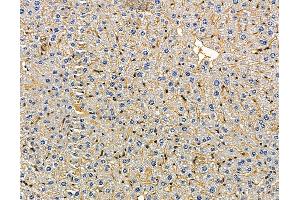 ABIN7096955 and ABIN7101022 at 1/100 staining mouse liver tissue by IHC-P.