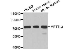 Western blot analysis of extracts of various cell lines, using METTL3 antibody. (METTL3 Antikörper)