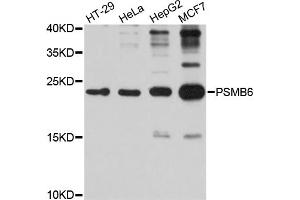 Western blot analysis of extracts of various cell lines, using PSMB6 antibody (ABIN1874374) at 1:1000 dilution. (PSMB6 Antikörper)