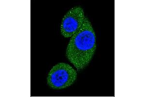 Confocal immunofluorescent analysis of PI3KC3 Antibody (N-term) (ABIN392555 and ABIN2842102) with Hela cell followed by Alexa Fluor 488-conjugated goat anti-rabbit lgG (green). (PIK3C3 Antikörper  (N-Term))