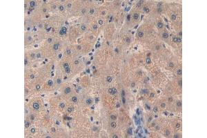 Used in DAB staining on fromalin fixed paraffin- embedded Kidney tissue (BCL10 Antikörper  (AA 1-233))