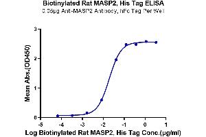 Immobilized Anti-MASP2 Antibody, hFc Tag at 0. (MASP2 Protein (AA 287-685) (His tag,Biotin))