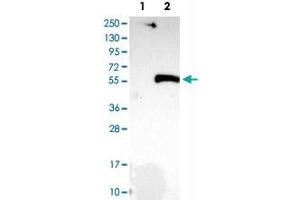 Western Blot analysis of Lane 1: negative control (vector only transfected HEK293T cell lysate) and Lane 2: over-expression lysate (co-expressed with a C-terminal myc-DDK tag in mammalian HEK293T cells) with SIRT2 polyclonal antibody . (SIRT2 Antikörper)