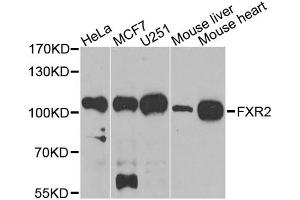 Western blot analysis of extracts of various cell lines, using FXR2 antibody. (FXR2 Antikörper)