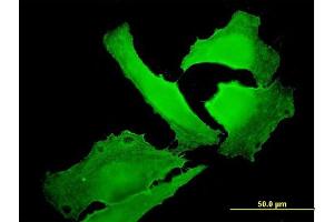 Immunofluorescence (IF) image for anti-Erythrocyte Membrane Protein Band 4.1 (Elliptocytosis 1, RH-Linked) (EPB41) (AA 116-225) antibody (ABIN560752)