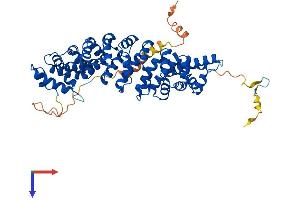 KPNA6 Protein (AA 1-536) (His tag)