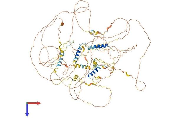 SYNPO Protein (AA 1-929) (His tag)