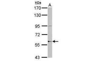 Image no. 1 for anti-Zinc Finger Protein 596 (ZNF596) (AA 1-175) antibody (ABIN1501850) (ZNF596 Antikörper  (AA 1-175))