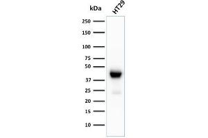 Western Blot Analysis of HT29 cell lysate using CK20 Recombinant Rabbit Monoclonal Antibody (KRT20/3129R). (Rekombinanter KRT20 Antikörper  (AA 196-323))