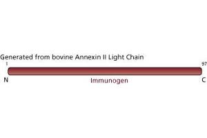 Image no. 3 for anti-Annexin A2 (ANXA2) (AA 1-97) antibody (ABIN967724)