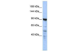 WB Suggested Anti-CTAGE5  Antibody Titration: 0. (MIA2 Antikörper  (N-Term))