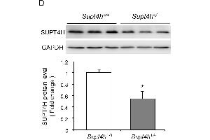 Western Blotting (WB) image for anti-Glyceraldehyde-3-Phosphate Dehydrogenase (GAPDH) antibody (ABIN2857072)