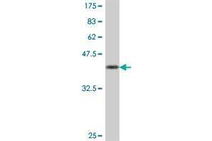 Western Blot detection against Immunogen (38. (HEBP1 Antikörper  (AA 80-189))