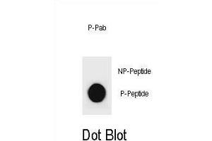 Dot blot analysis of CCND3 Antibody (Phospho ) Phospho-specific Pab (ABIN1881179 and ABIN2839966) on nitrocellulose membrane.