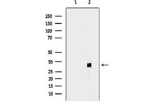 Western blot analysis of lysates from Mouse kidney, using ECI1 Antibody.