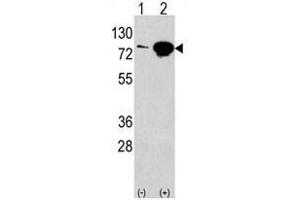 Image no. 1 for anti-Eukaryotic Translation Initiation Factor 4B (EIF4B) (Center) antibody (ABIN357288) (EIF4B Antikörper  (Center))