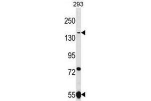 UHRF1BP1L Antibody (Center) western blot analysis in 293 cell line lysates (35 µg/lane). (UHRF1BP1L Antikörper  (Middle Region))