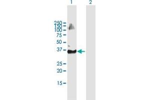 Western Blot analysis of TRIM69 expression in transfected 293T cell line by TRIM69 MaxPab polyclonal antibody. (TRIM69 Antikörper  (AA 1-341))