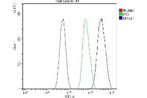 Flow Cytometry analysis of U87 cells using anti-v-Myb/MYBL1 antibody (ABIN7600460). (MYBL1 Antikörper  (AA 199-752))