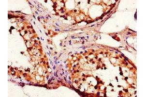 Immunohistochemistry of paraffin-embedded human testis tissue using ABIN7151432 at dilution of 1:100 (FBLN3 Antikörper  (AA 27-184))