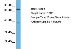 Host: Rabbit Target Name: CTCF Sample Tissue: Mouse Testis Antibody Dilution: 1ug/ml